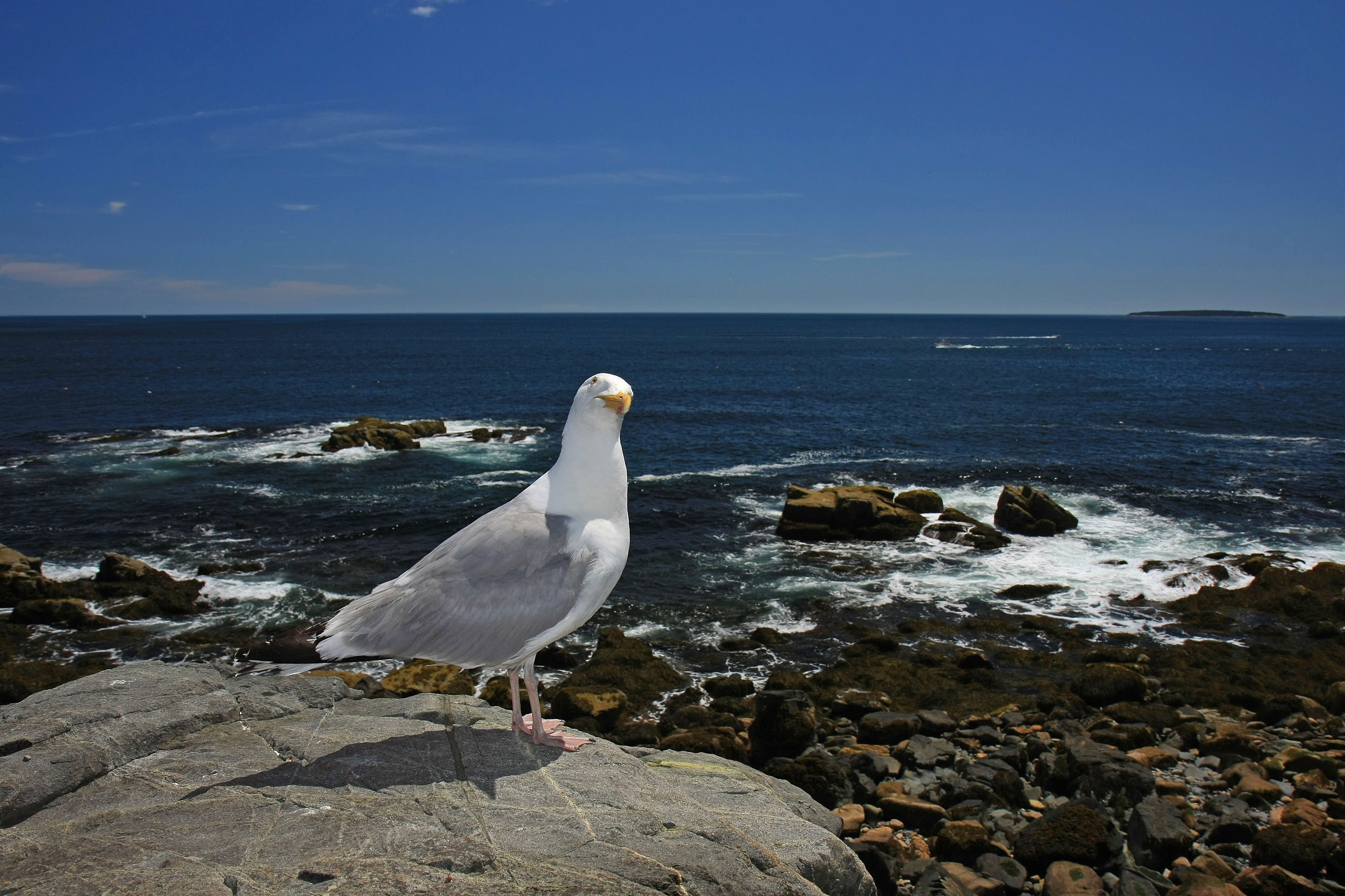 uma gaivota na ilha deserta do monte